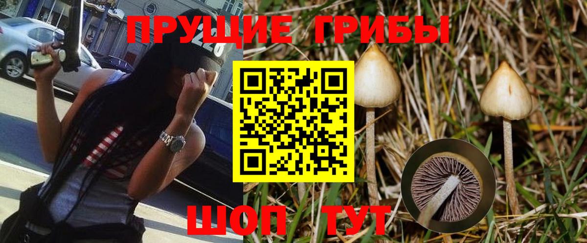 Галлюциногенные грибы Psilocybine cubensis Краснознаменск
